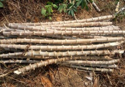 Cassava-stem-640×360-1