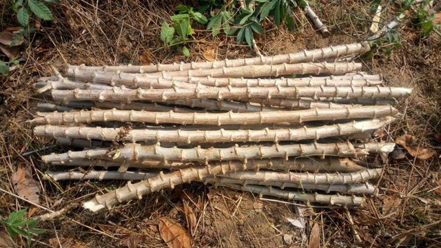 TME 419 Cassava stems
