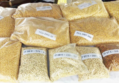 yellow-and-white-maize