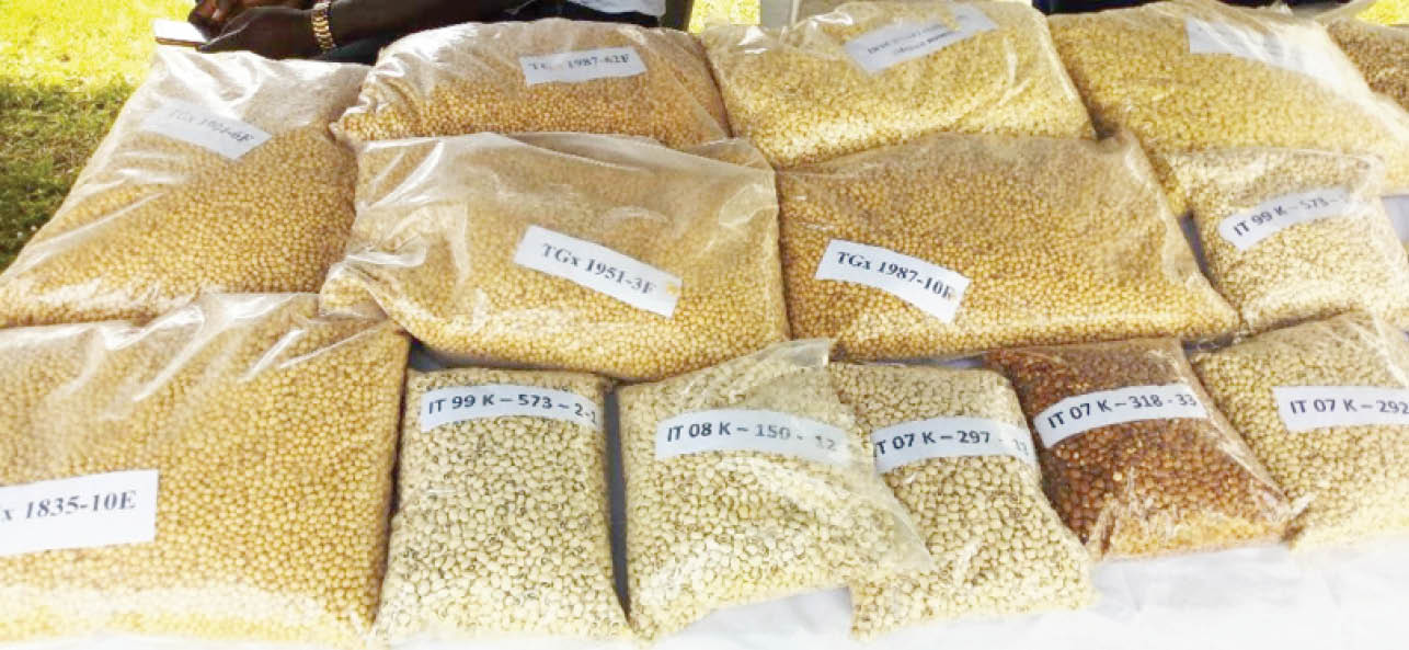 Yellow and white maize