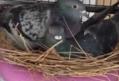 Pigeon for Sale