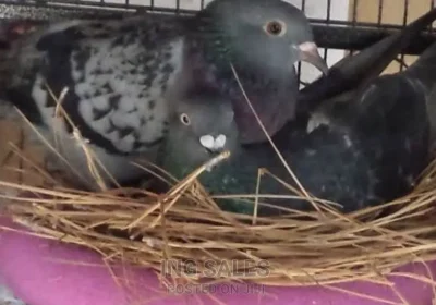 128808263_ODI4LTk1OC04MmFlNDkxNzM3