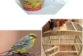 One Yellow/Black Canery Bird With Medium Wooden Cage + Feed