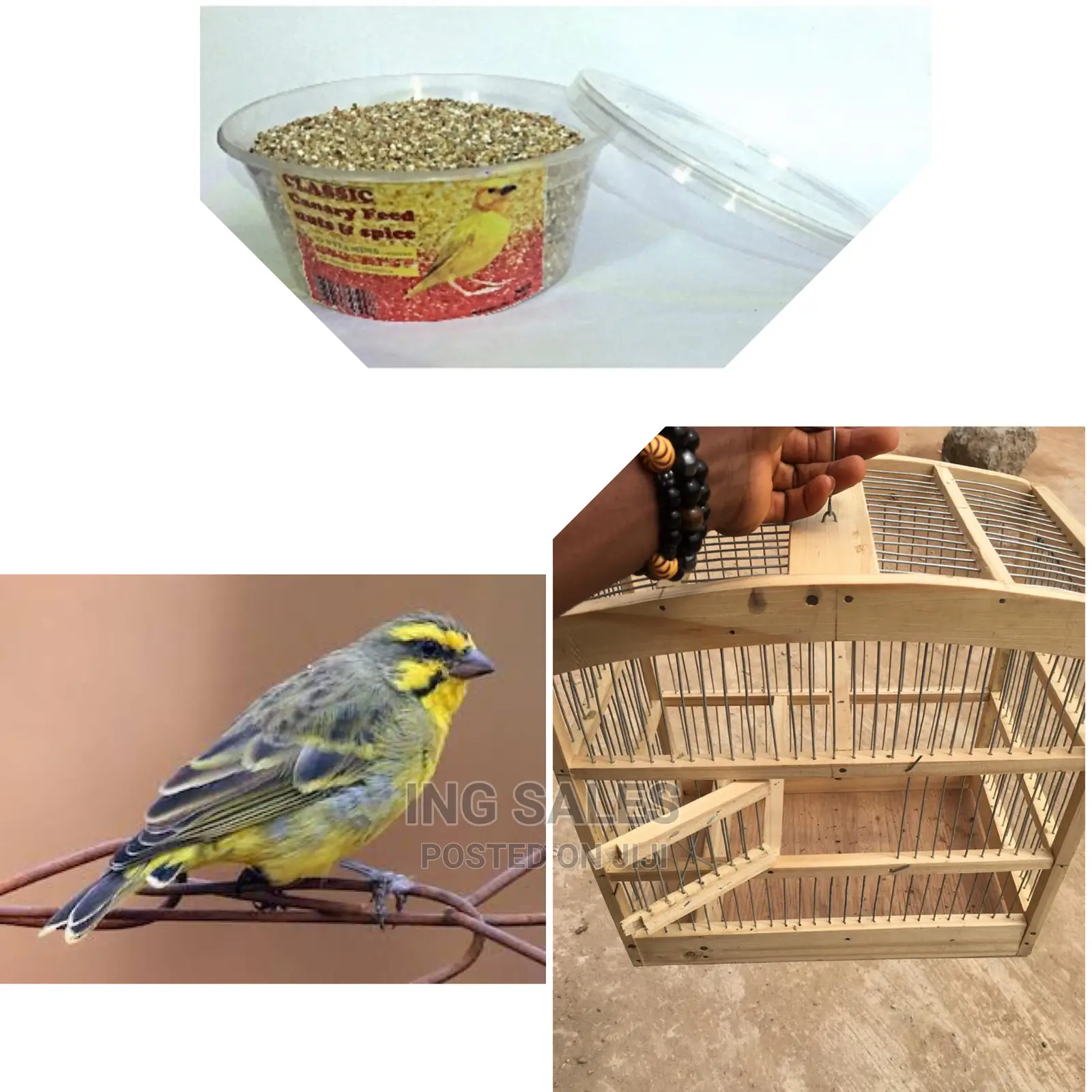 One Yellow/Black Canery Bird With Medium Wooden Cage + Feed