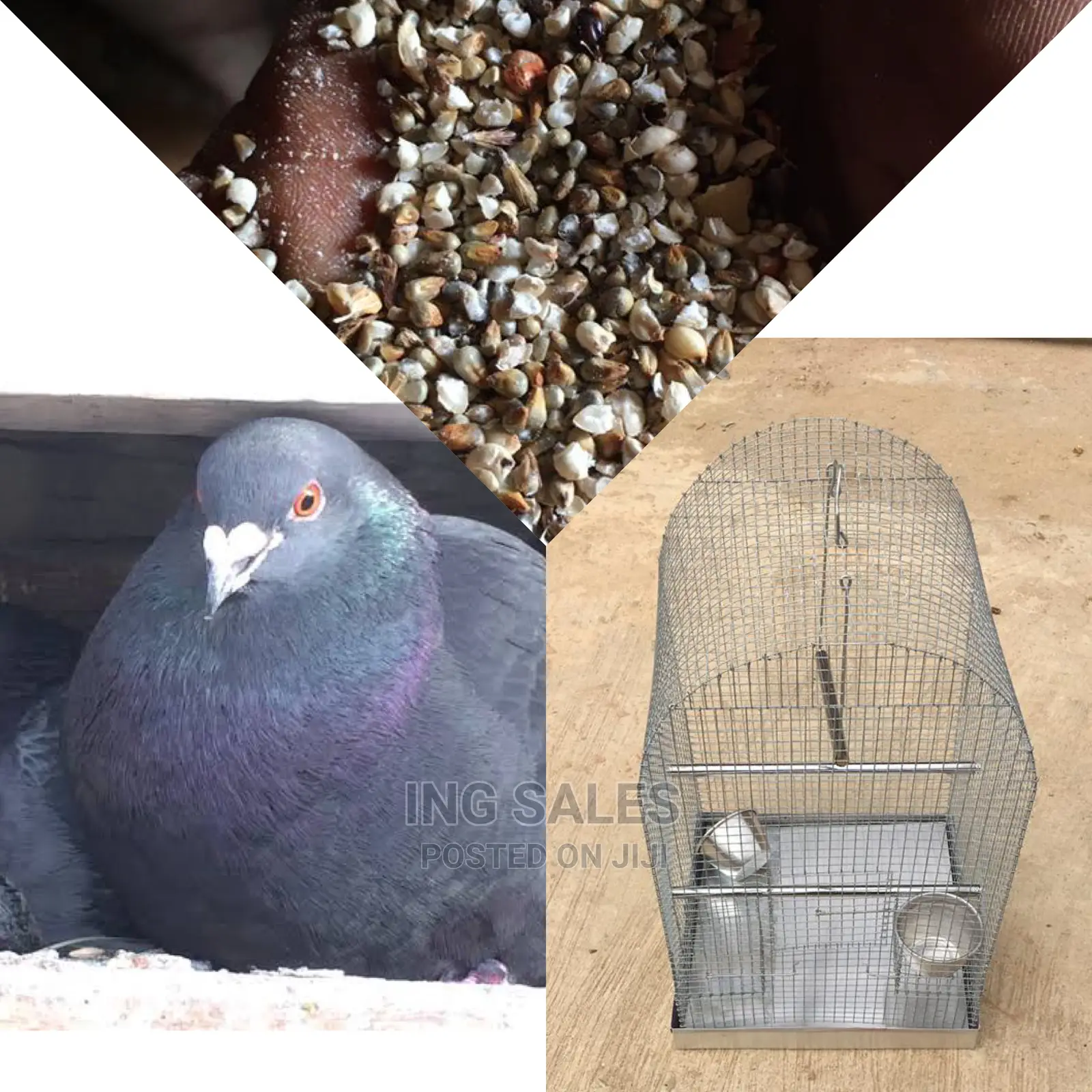 One Pigeon, Cage and Pigeon Feed