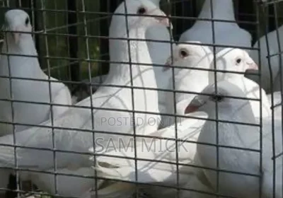 144181366_MTA4MC0xMDgwLTg3OTkwMjYwYjM