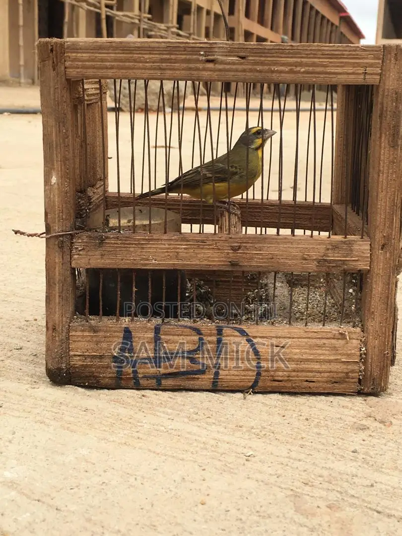 African Canary Bird