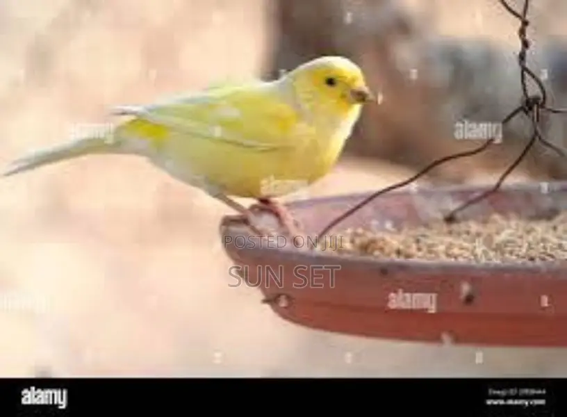 One Yellow/Black Canery Bird With Medium Wooden Cage + Feed
