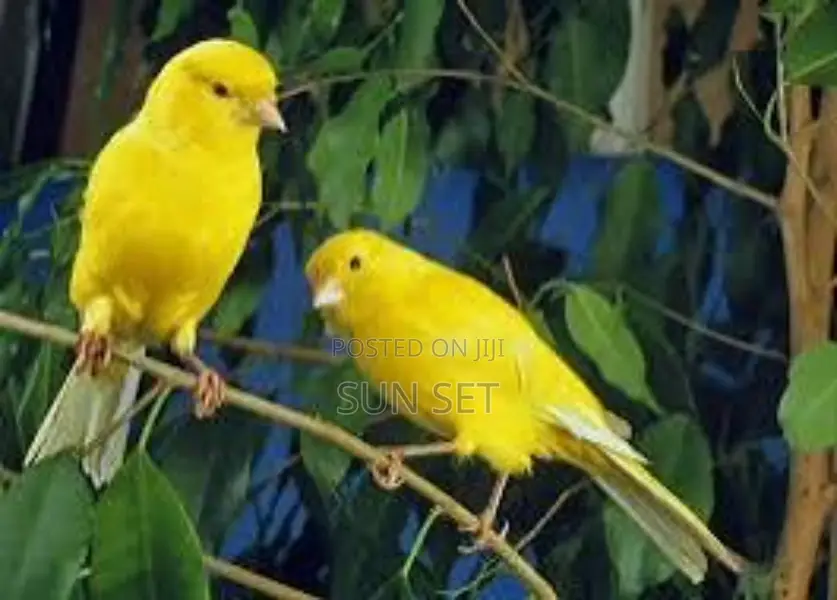 Pair of Male/Female Yellow/Black Mix Canery Bird,Cage + Feed