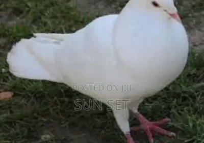 157444515_NjAwLTYwMC1kYTkzODc3NTc4