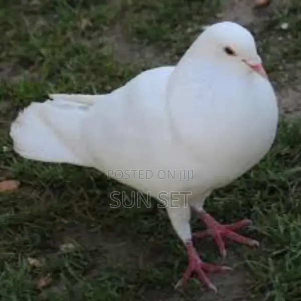 Full White Dove