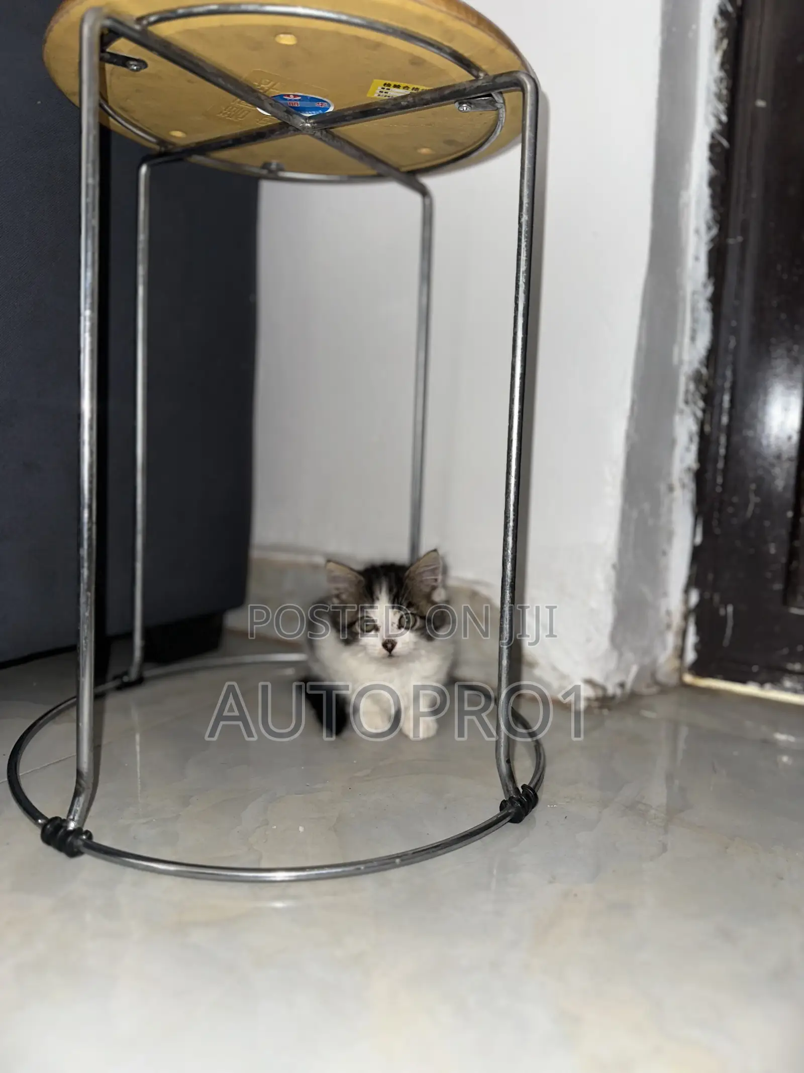 1-3 months Female Purebred Persian