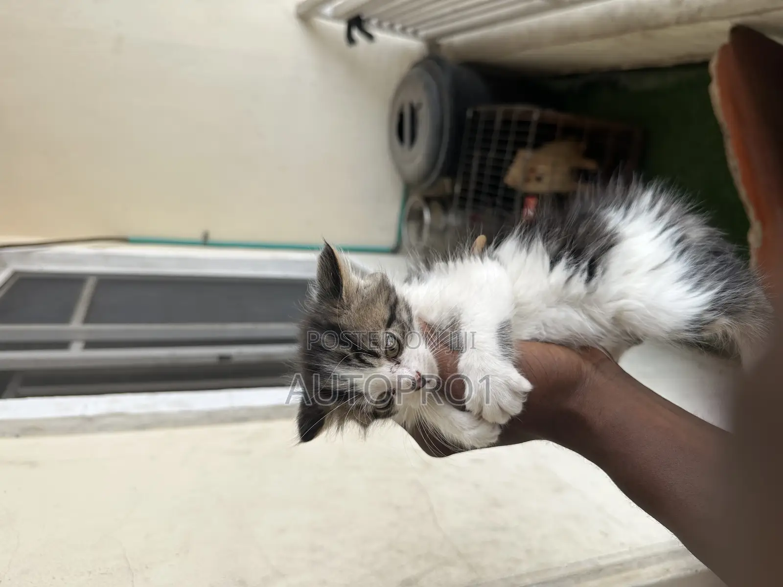 1-3 months Female Purebred Persian