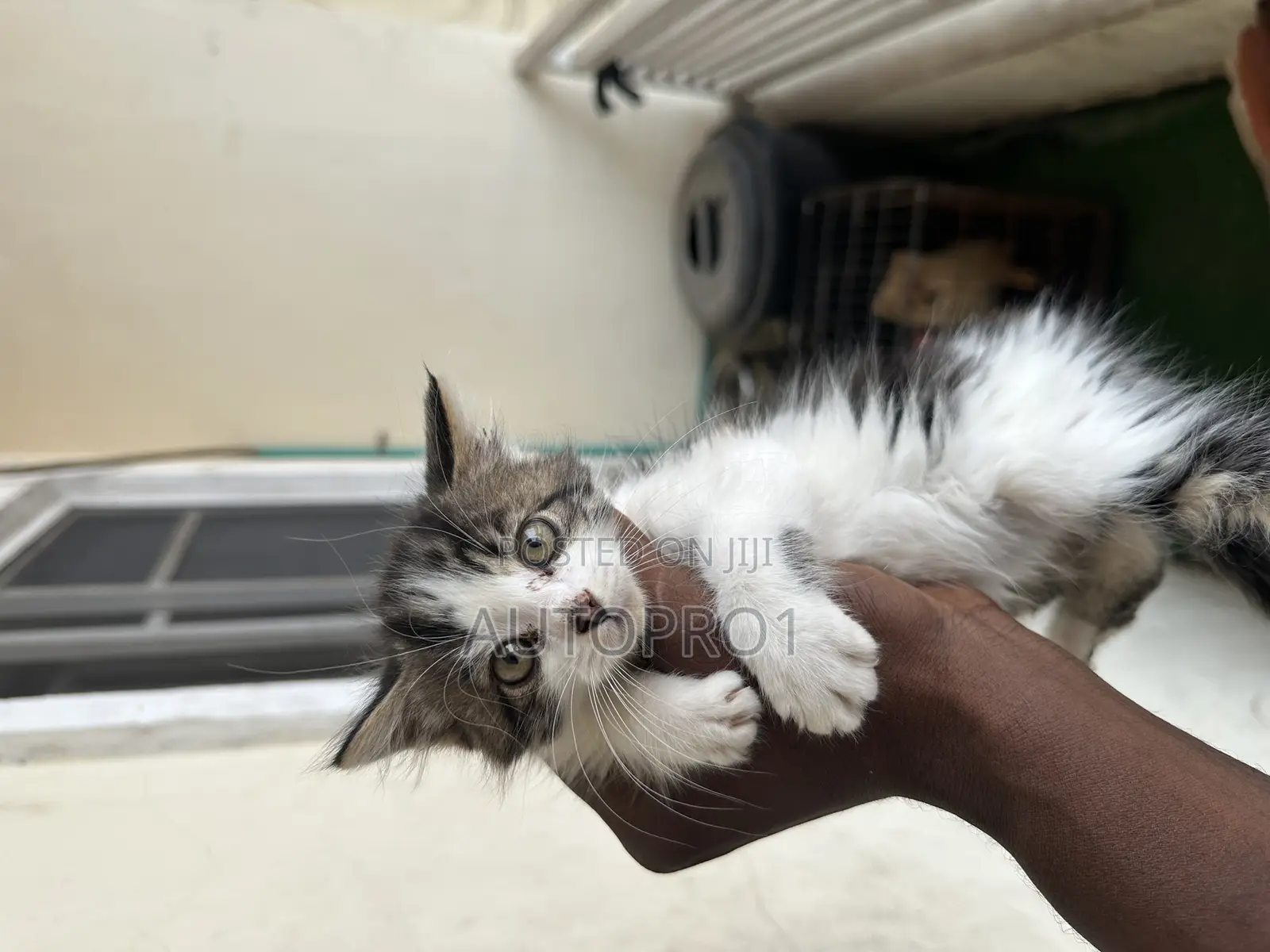 1-3 months Female Purebred Persian