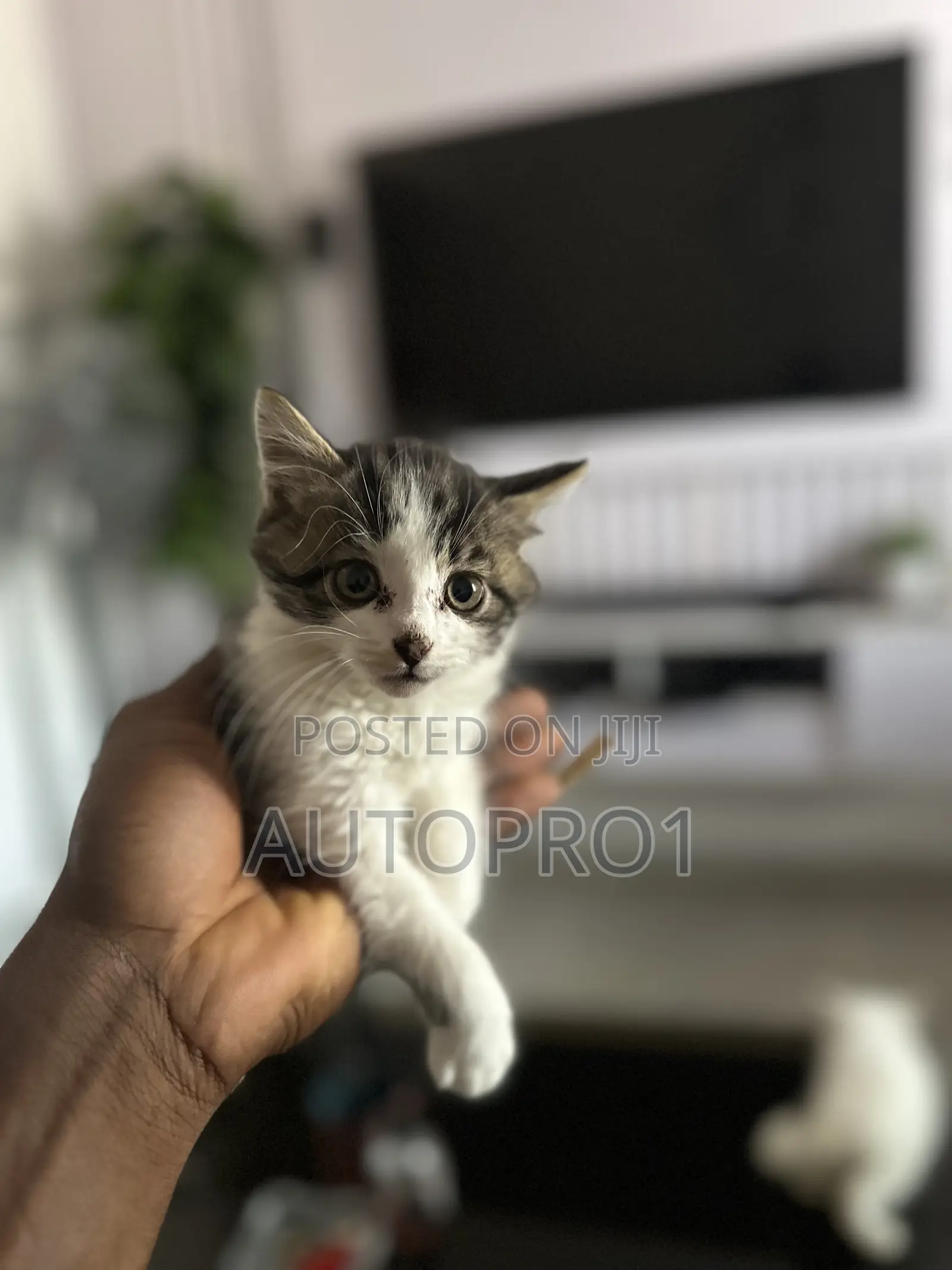 1-3 months Female Purebred Persian