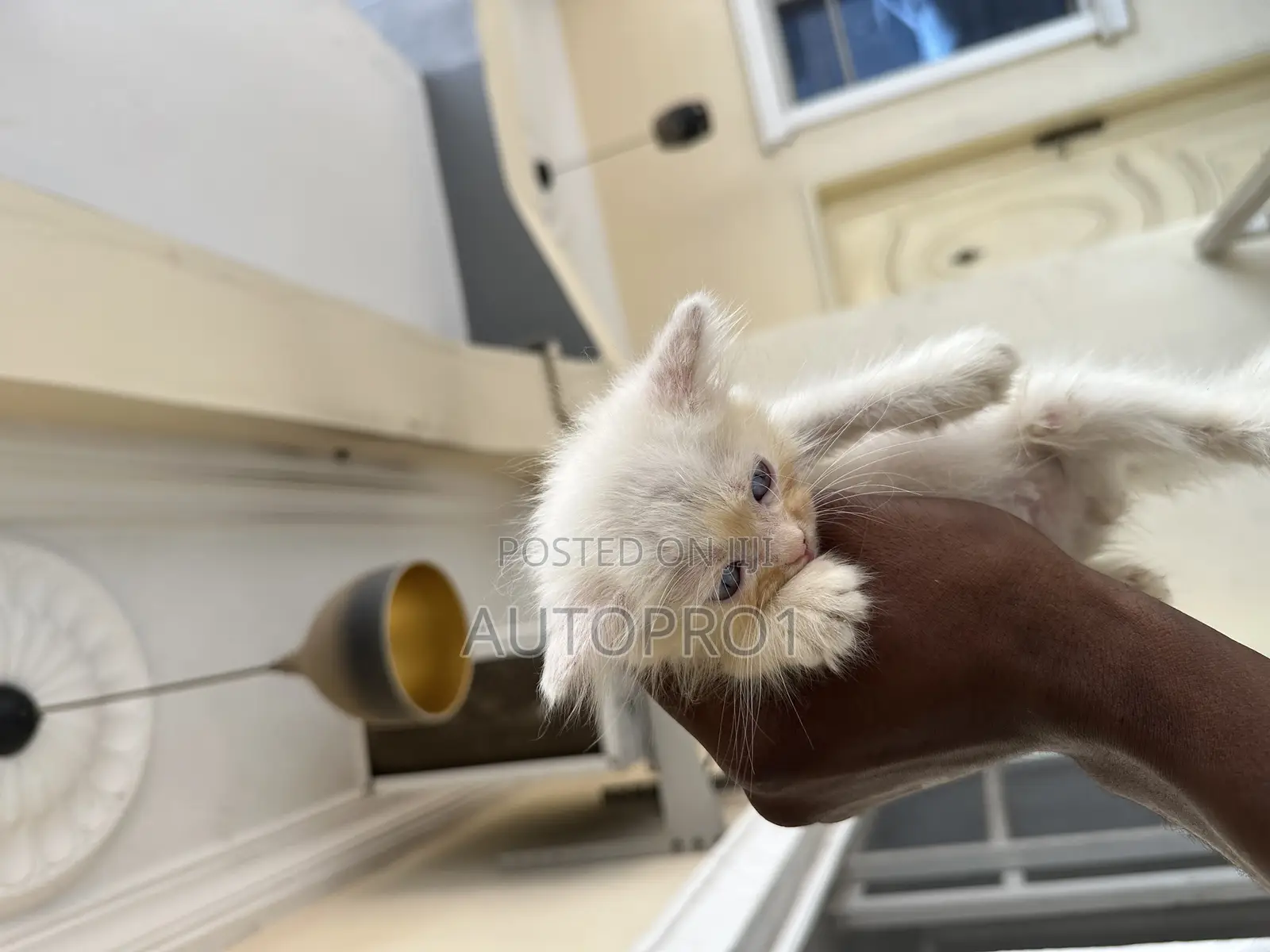 1-3 months Male Purebred Persian