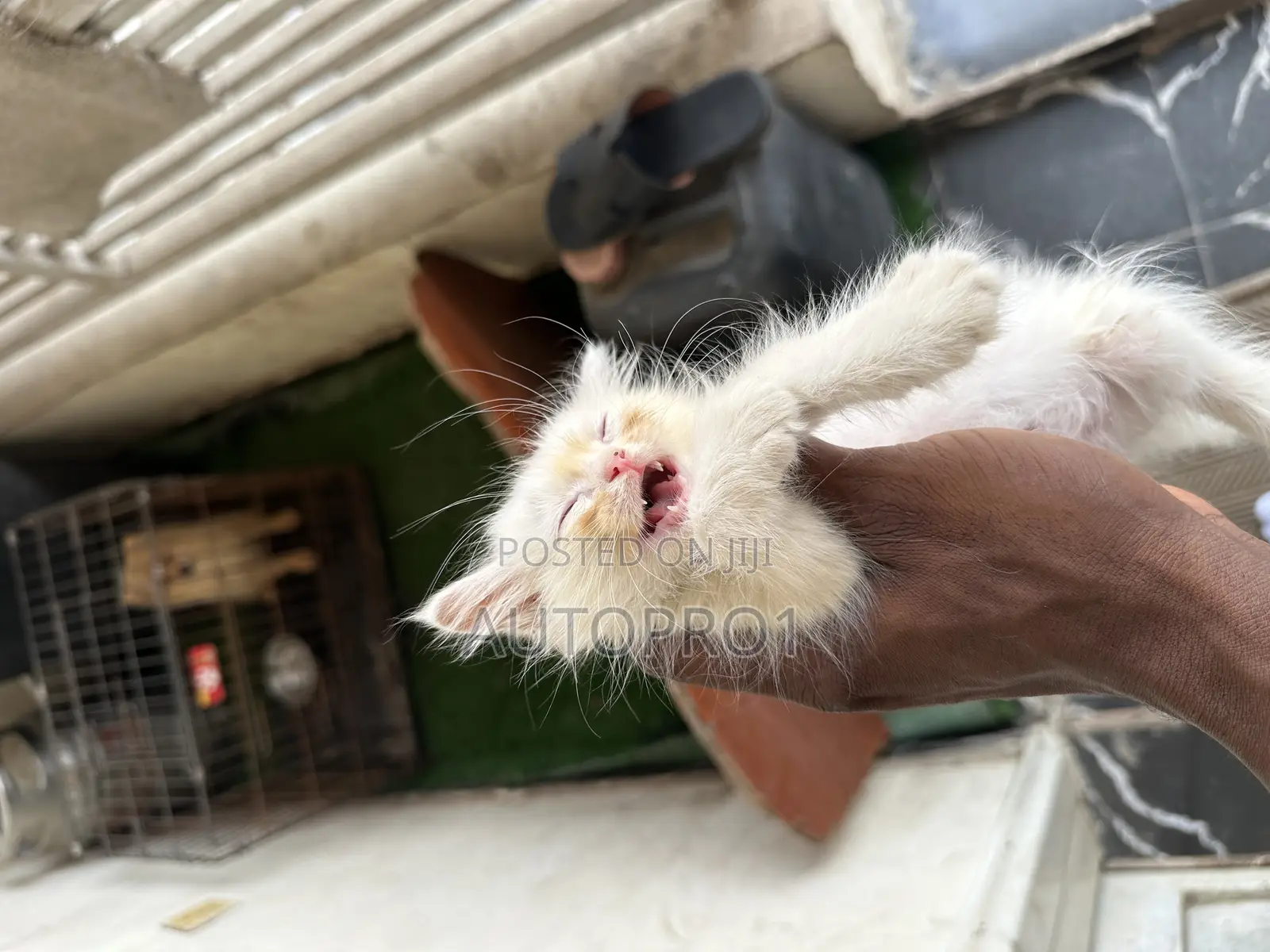 1-3 months Male Purebred Persian