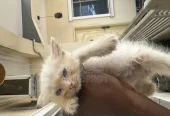 1-3 months Male Purebred Persian