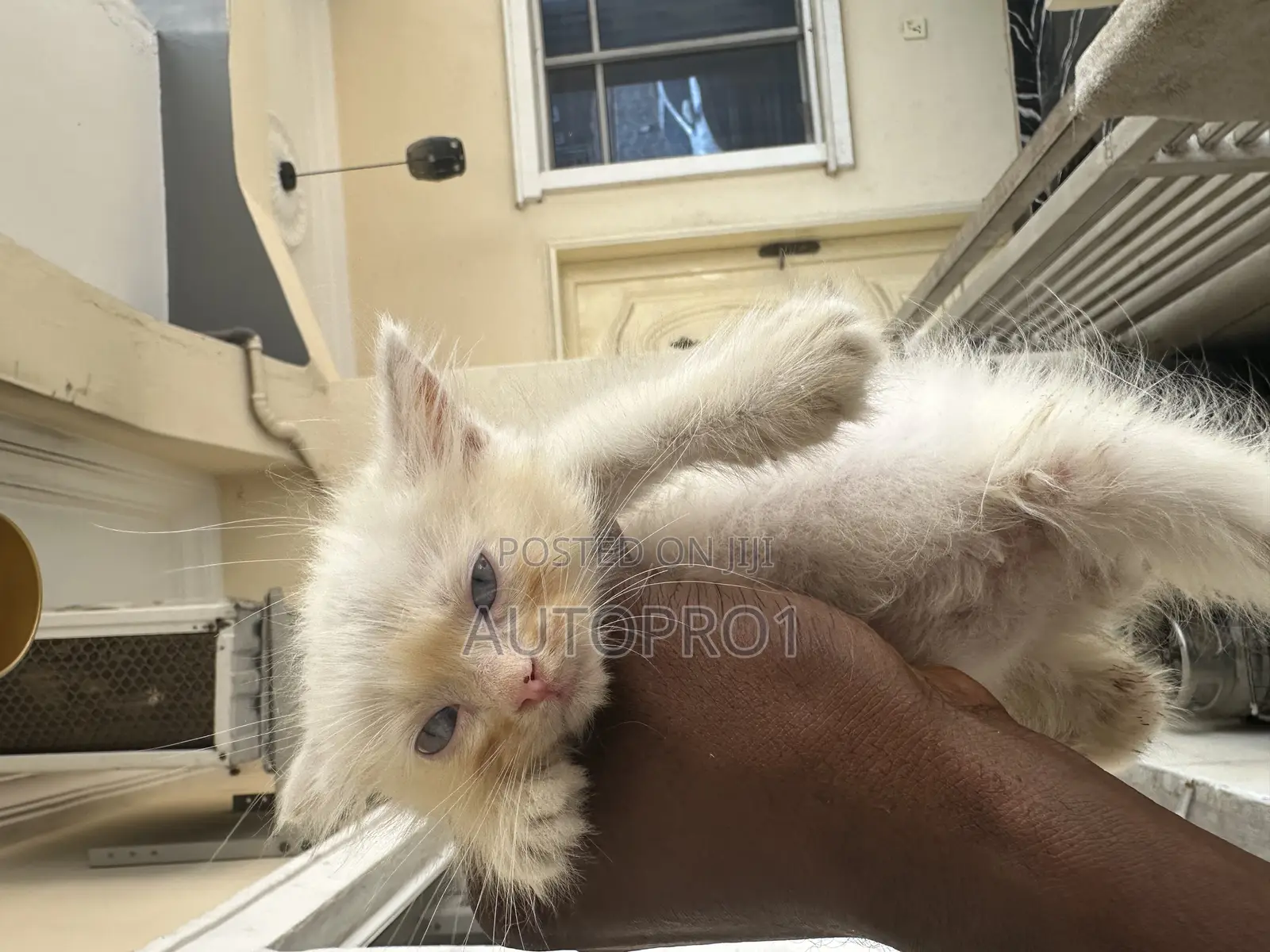 1-3 months Male Purebred Persian