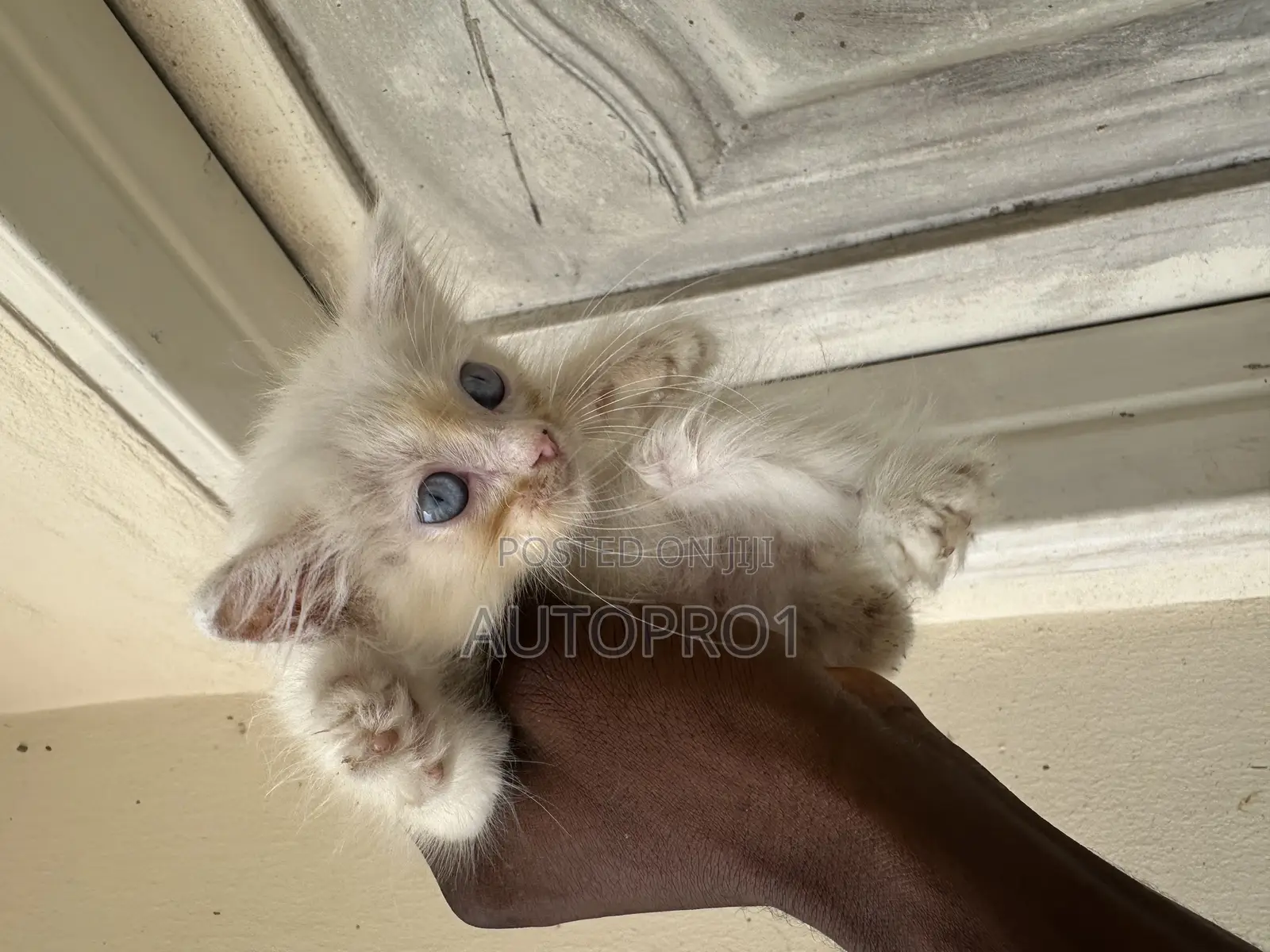 1-3 months Male Purebred Persian