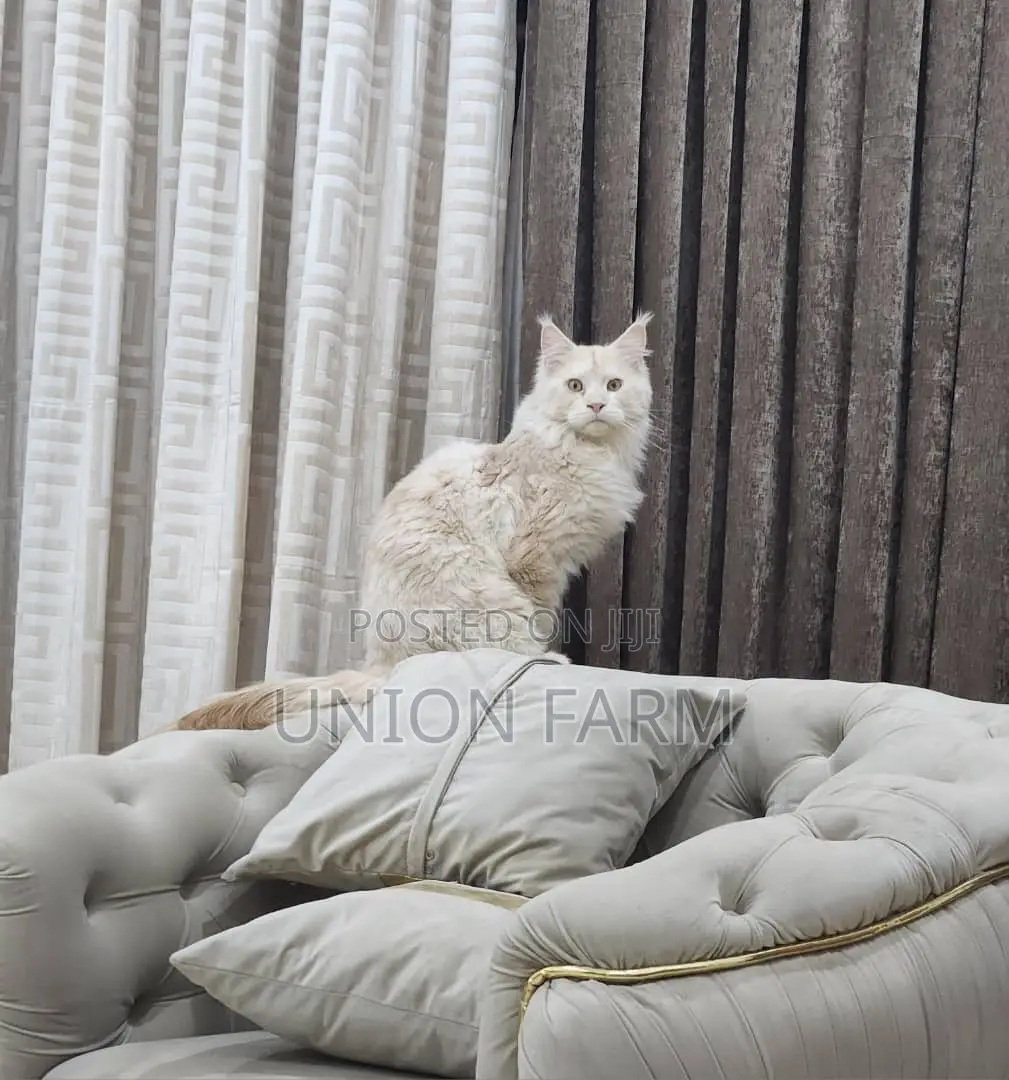 6-12 months Male Purebred Maine Coon