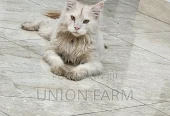 6-12 months Male Purebred Maine Coon