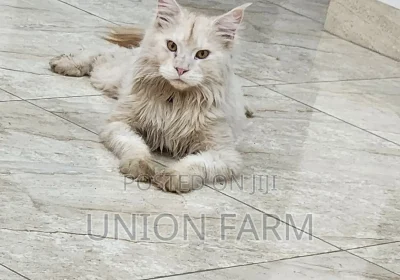 166610965_MTYwMC0yMTMzLTk5Zjg5ZTA5MTQ