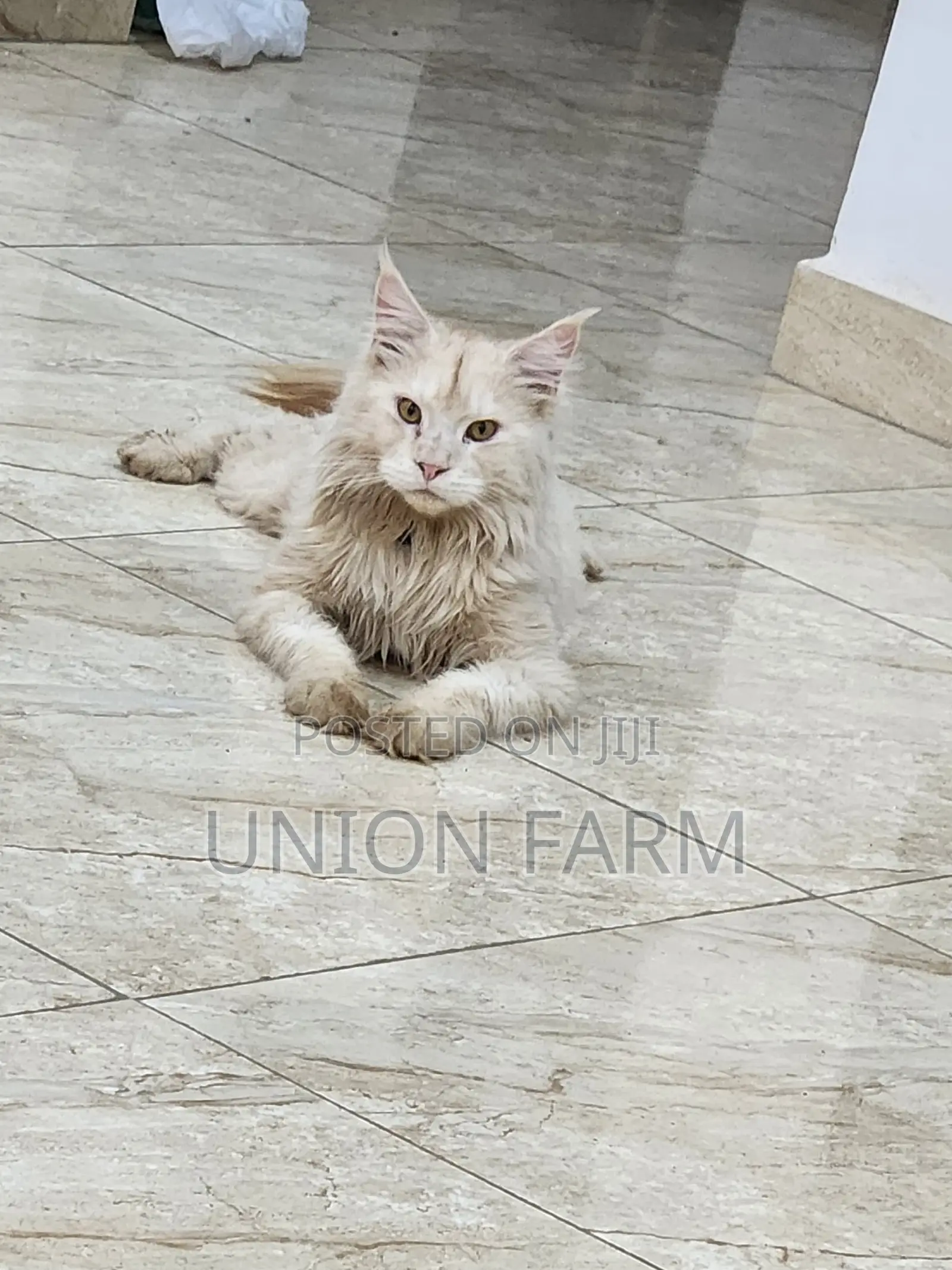 6-12 months Male Purebred Maine Coon