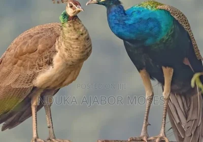 166676876_MTU5OC0xNjAwLTNlODNmNTBjZTU