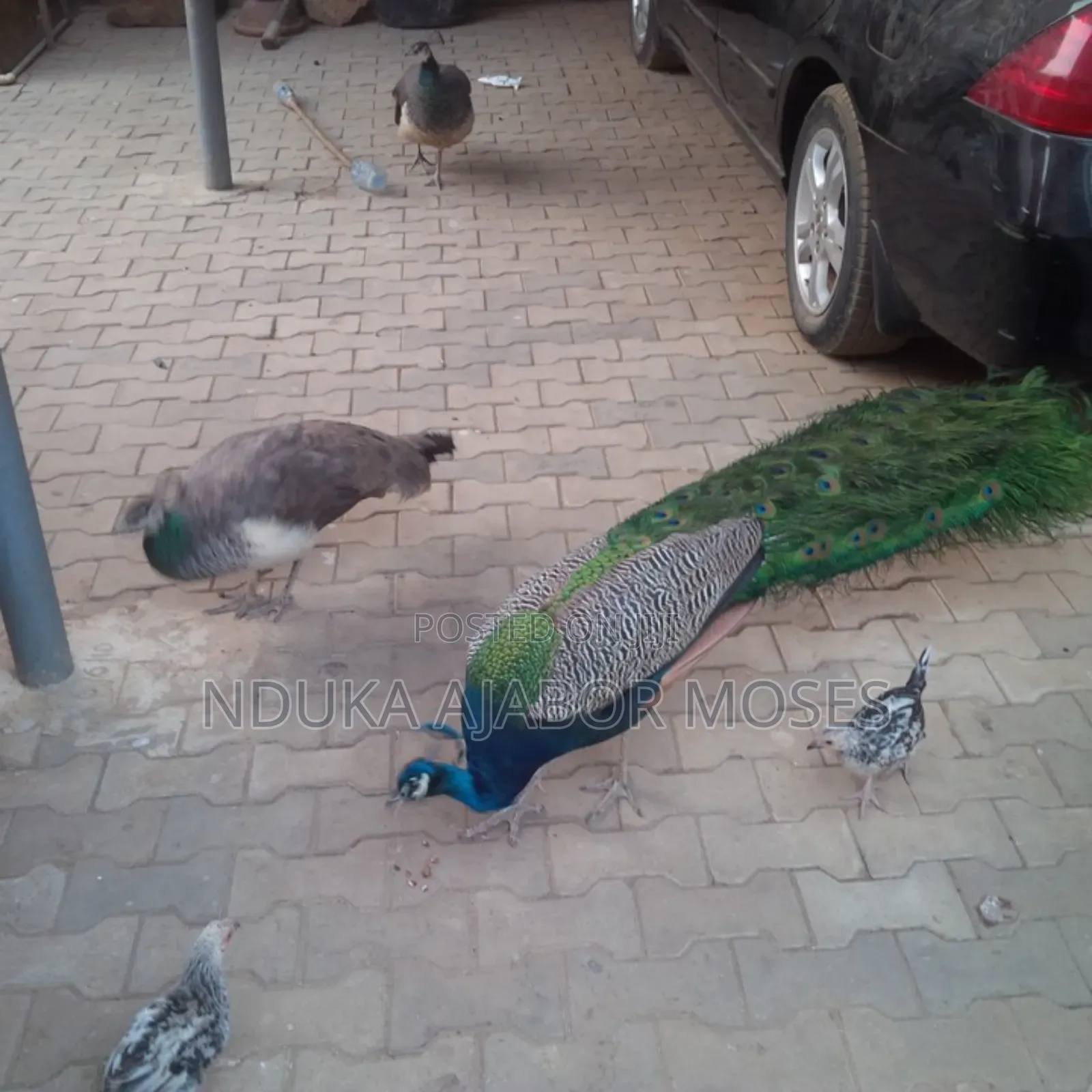 Male Peacock for Sale