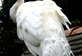 White Peacock for Sale