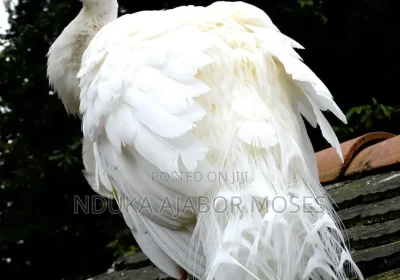 166676955_MTIwMC0xNjAwLTg3M2IyYjA3NzA