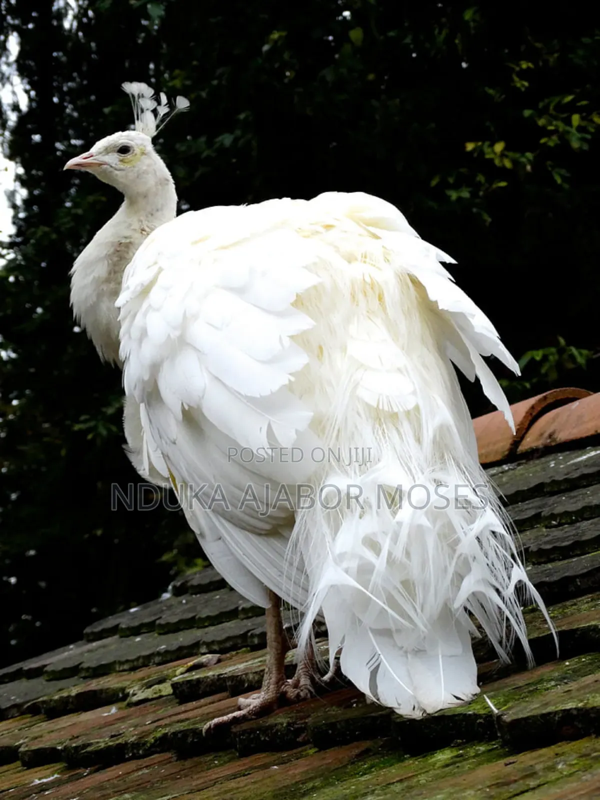 White Peacock for Sale