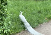 White Peacock for Sale