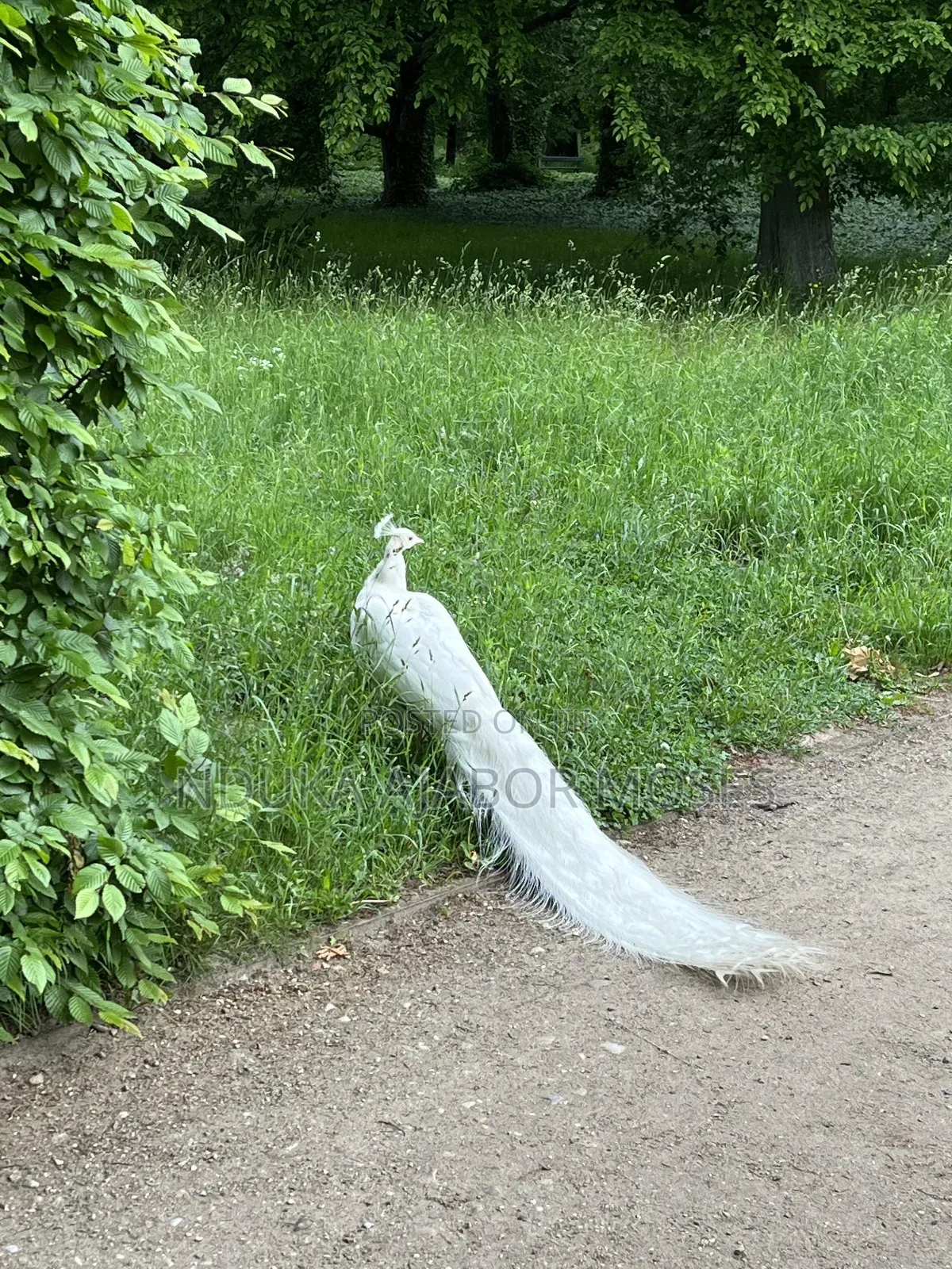 White Peacock for Sale