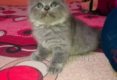 1-3 months Male Purebred Persian