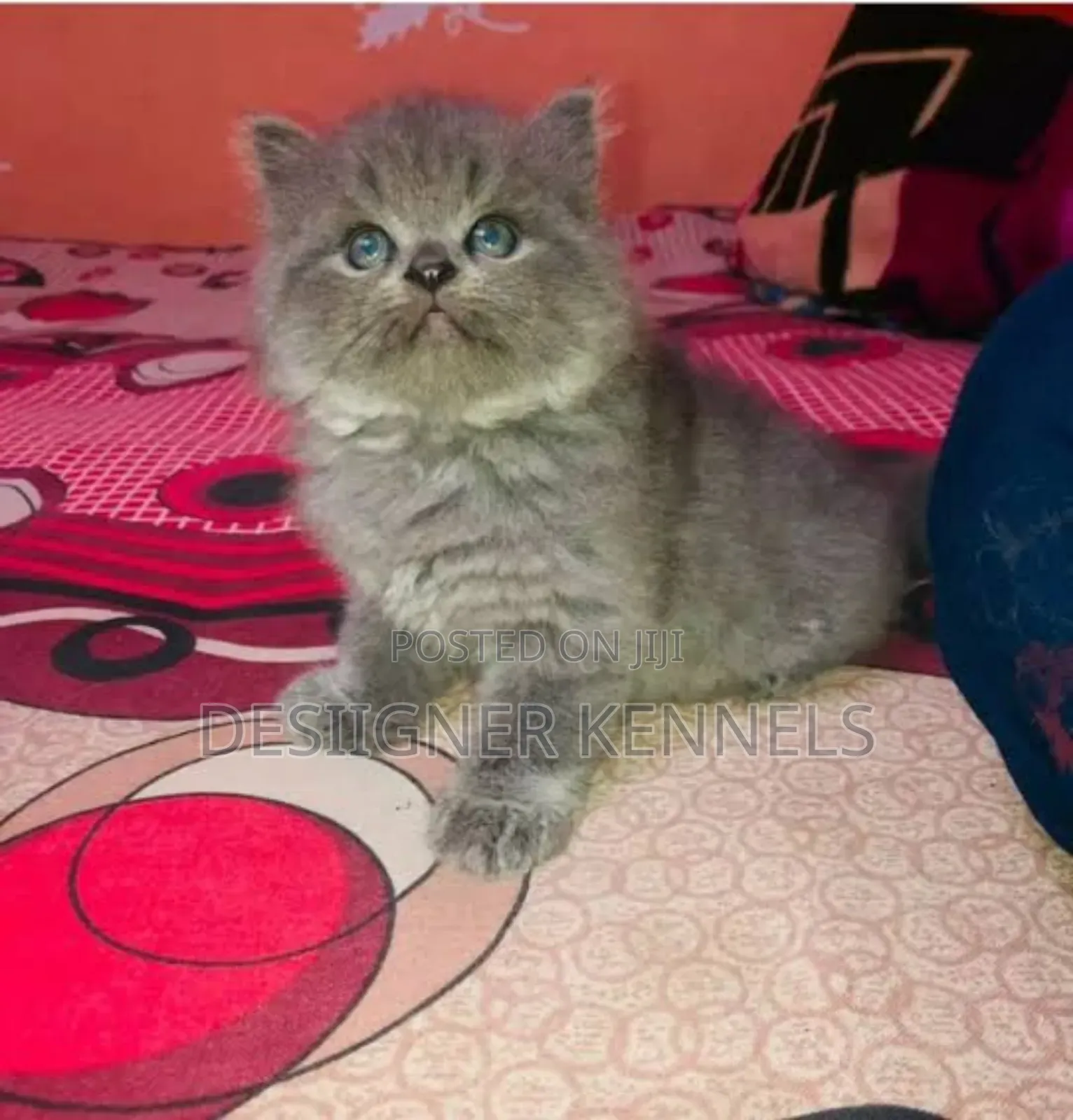 1-3 months Male Purebred Persian