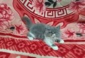 1-3 months Male Purebred Persian