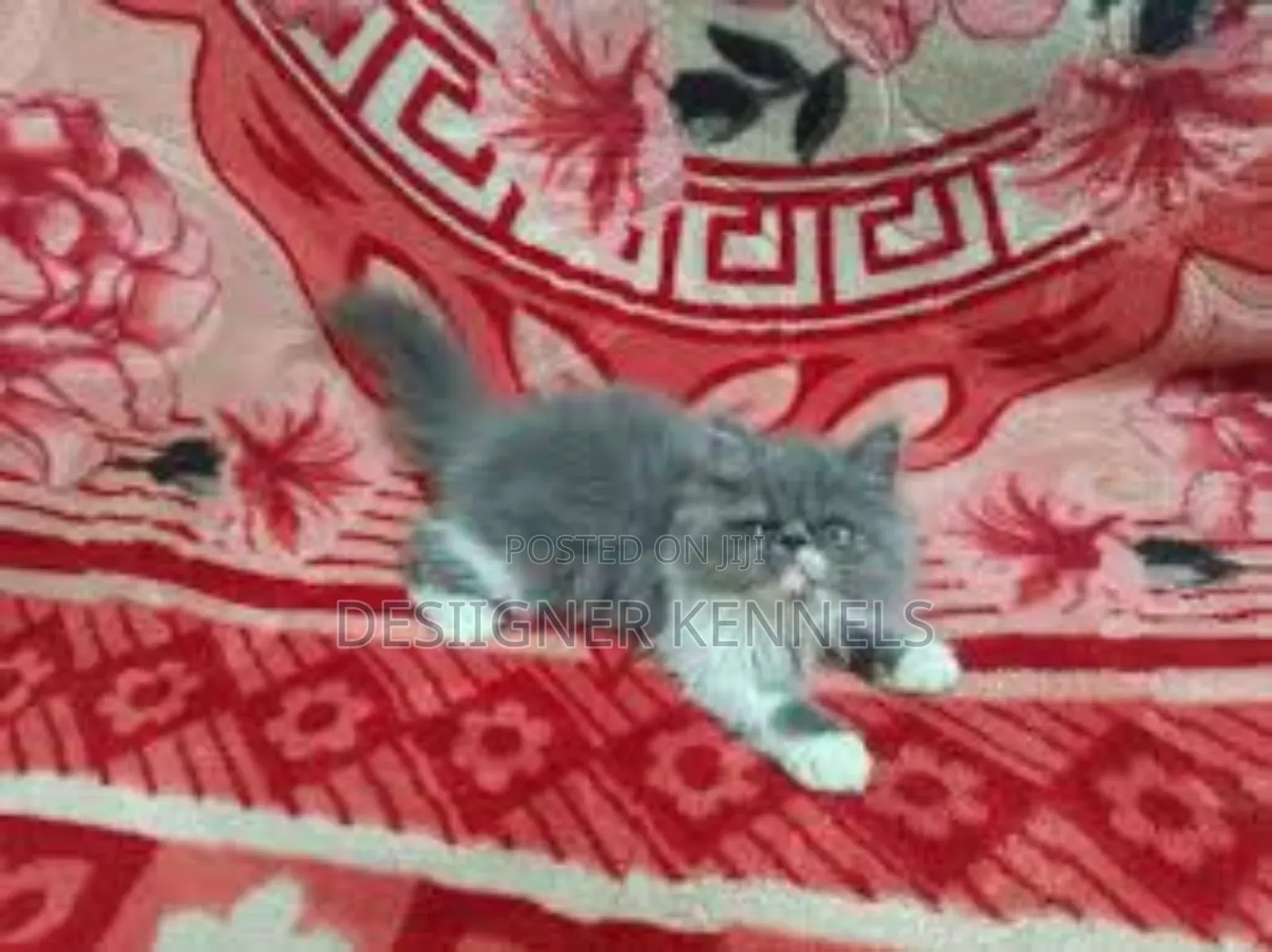 1-3 months Male Purebred Persian