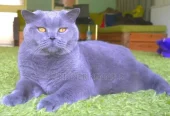 1-3 months Male Purebred British Shorthair