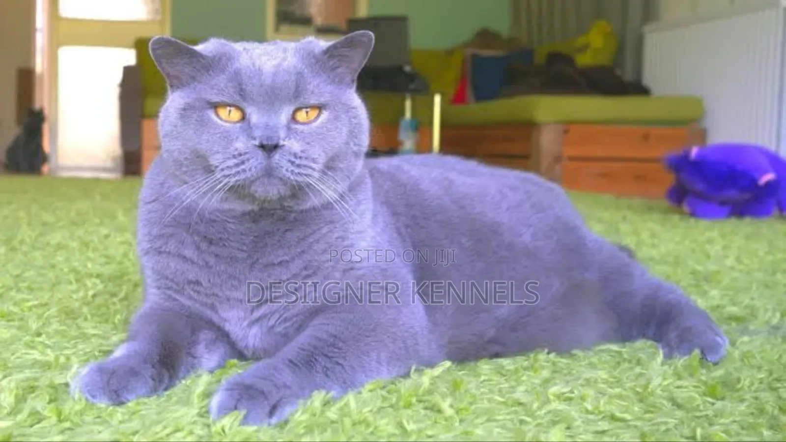 1-3 months Male Purebred British Shorthair