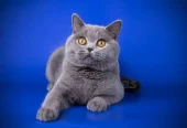 1-3 months Male Purebred British Shorthair