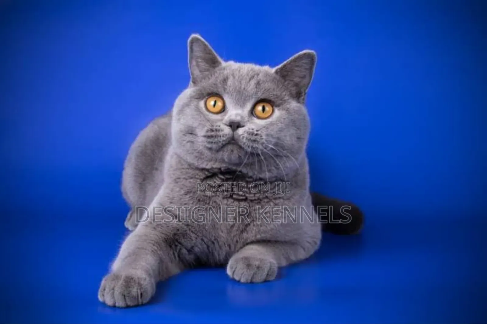 1-3 months Male Purebred British Shorthair