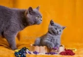 1-3 months Male Purebred British Shorthair