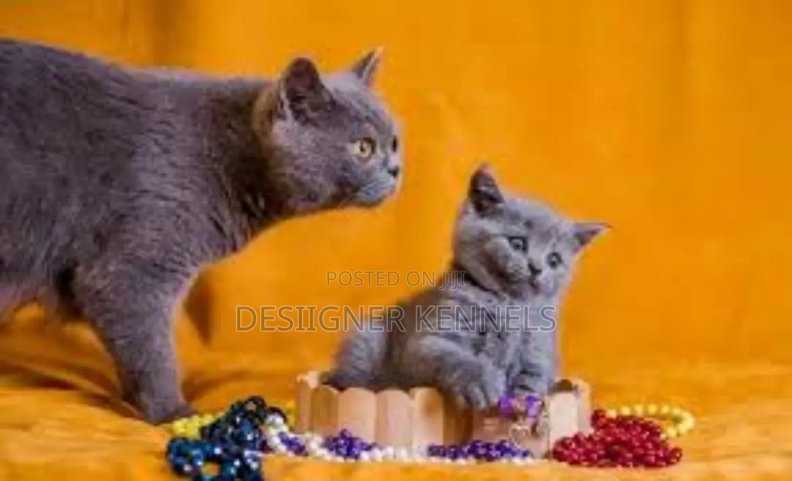 1-3 months Male Purebred British Shorthair