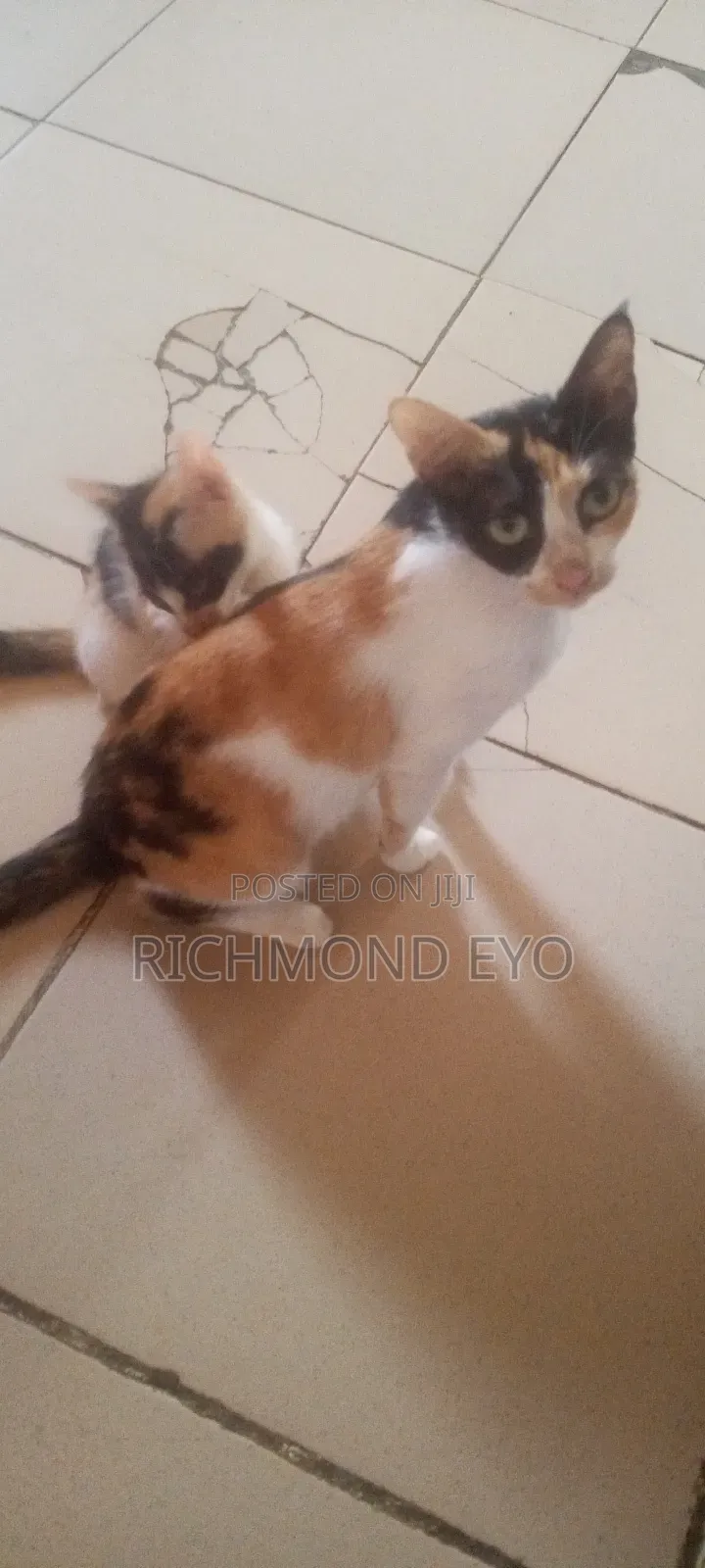 1-3 months Female Purebred American Shorthair