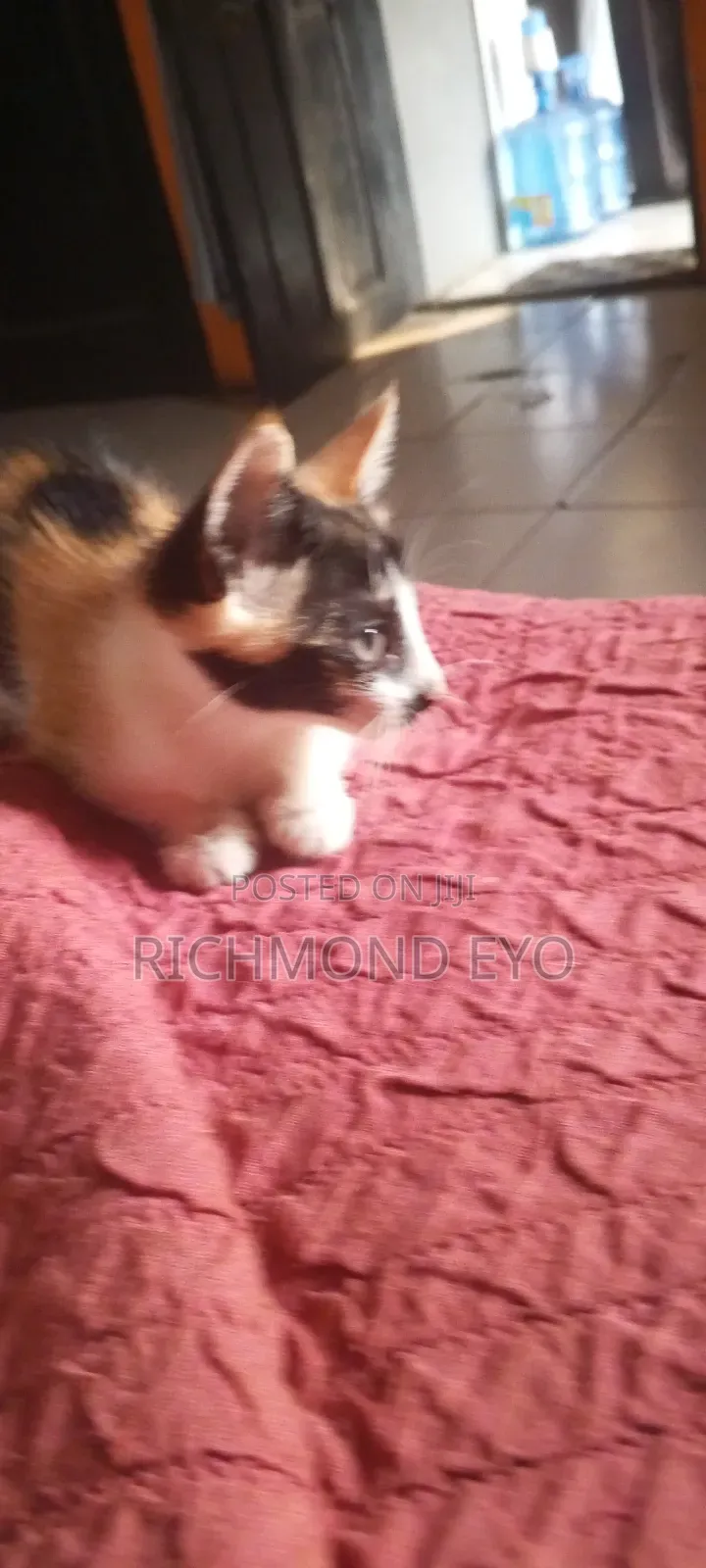 1-3 months Female Purebred American Shorthair