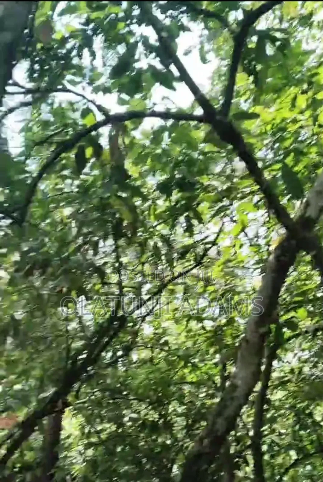 2000 Acres of Cocoa Farmland Along Ejigbo Iloba Village