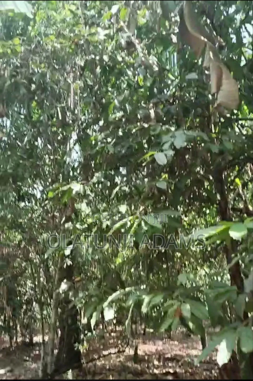 2000 Acres of Cocoa Farmland Along Ejigbo Iloba Village