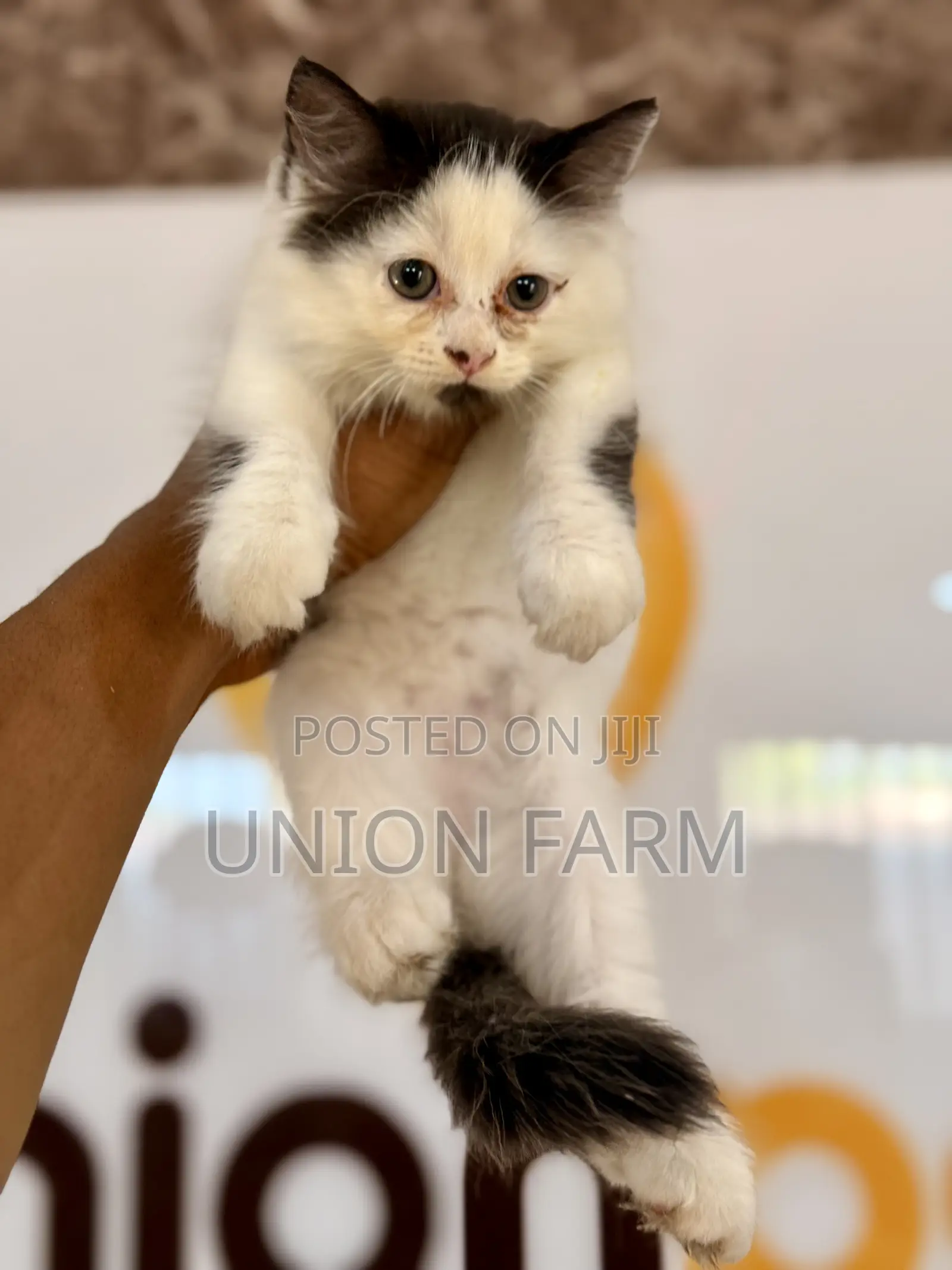 1-3 months Female Purebred Persian